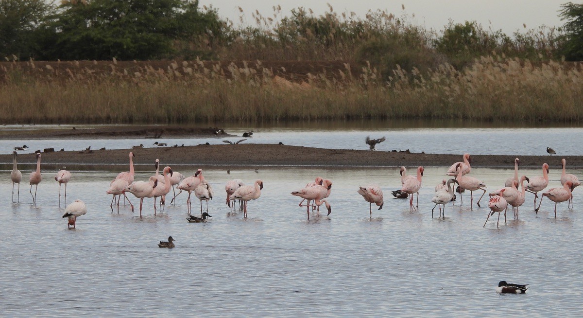 plameňák malý - ML650248448