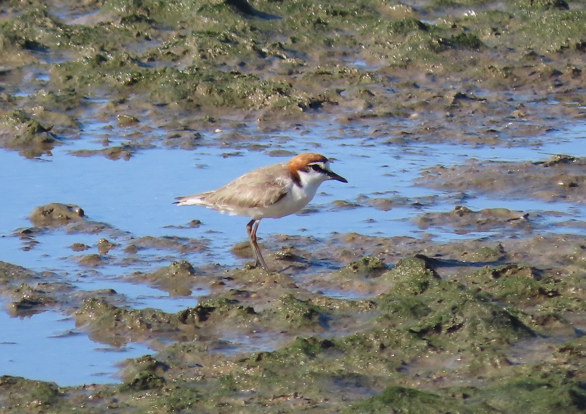 Пісочник рудоголовий - ML650248941