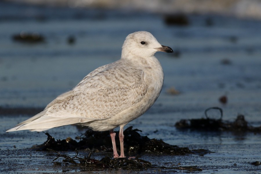 Iceland Gull (Kumlien's/glaucoides) - eBird