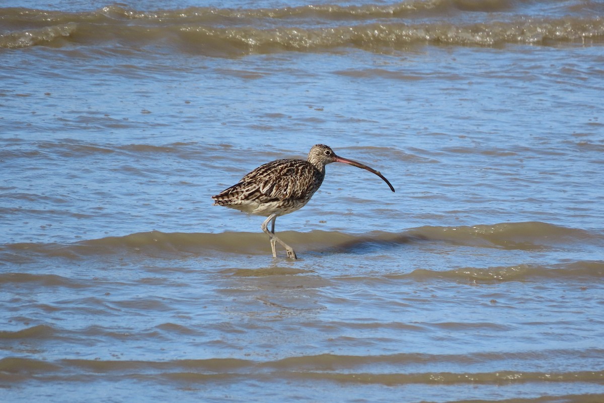 Кульон східний - ML650249013