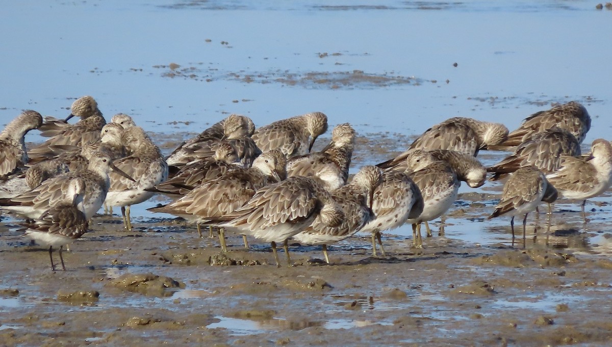 Побережник великий - ML650249066