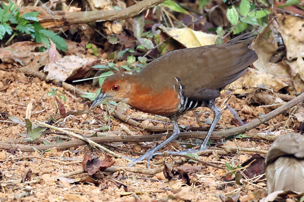 灰腳秧雞 - ML650249169