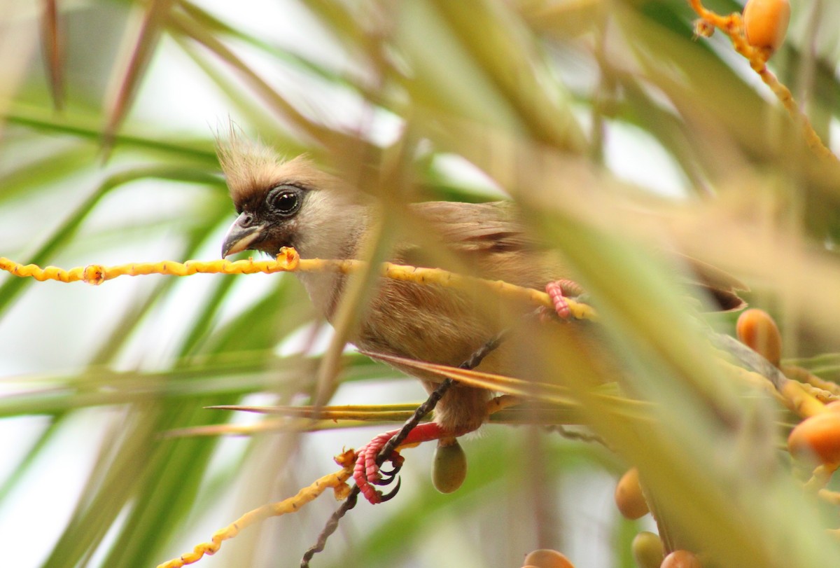 Coliou rayé - ML650249285
