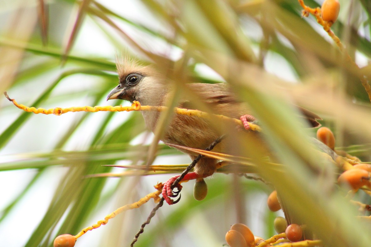 Coliou rayé - ML650249301
