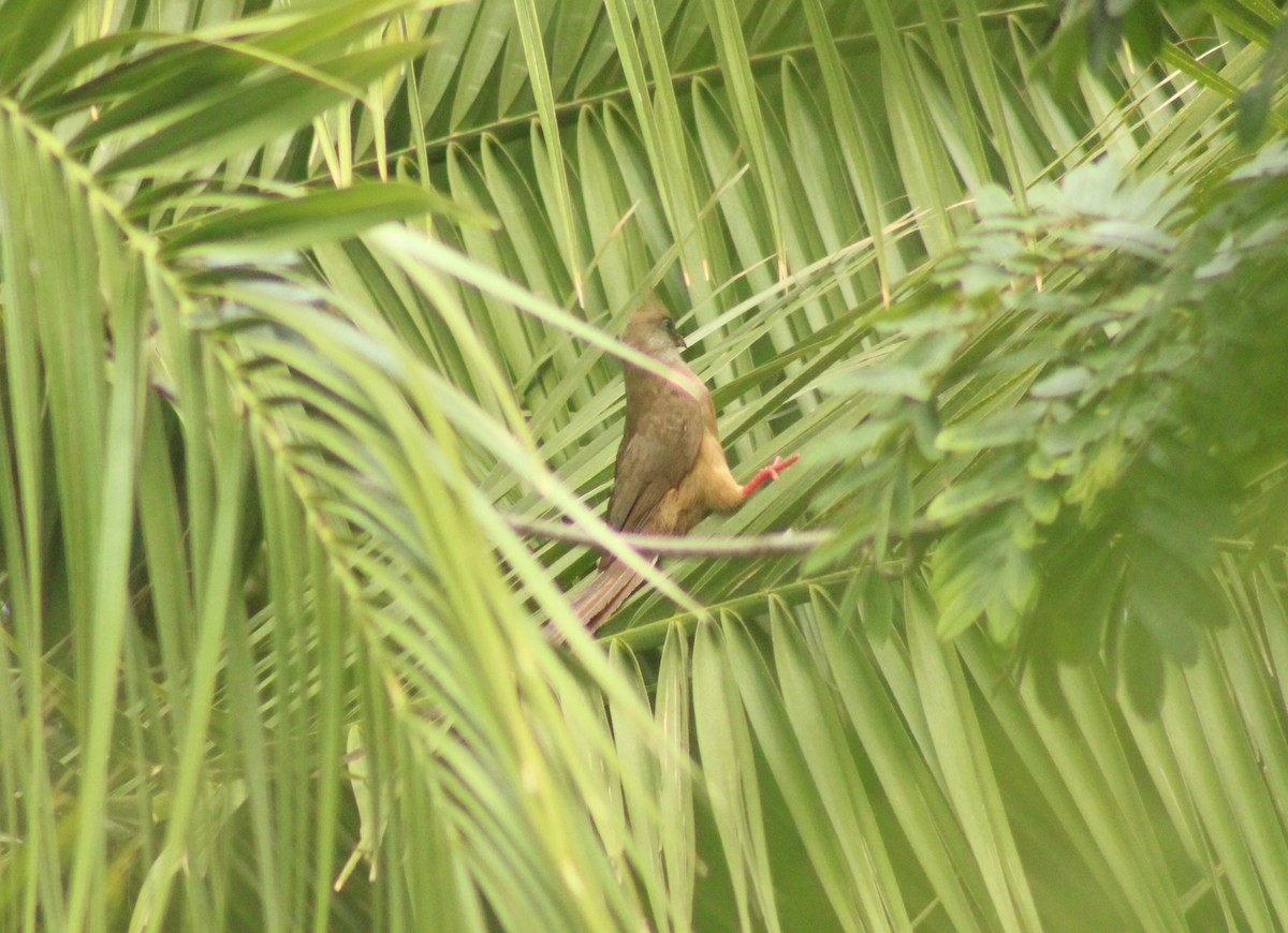 Coliou rayé - ML650249314