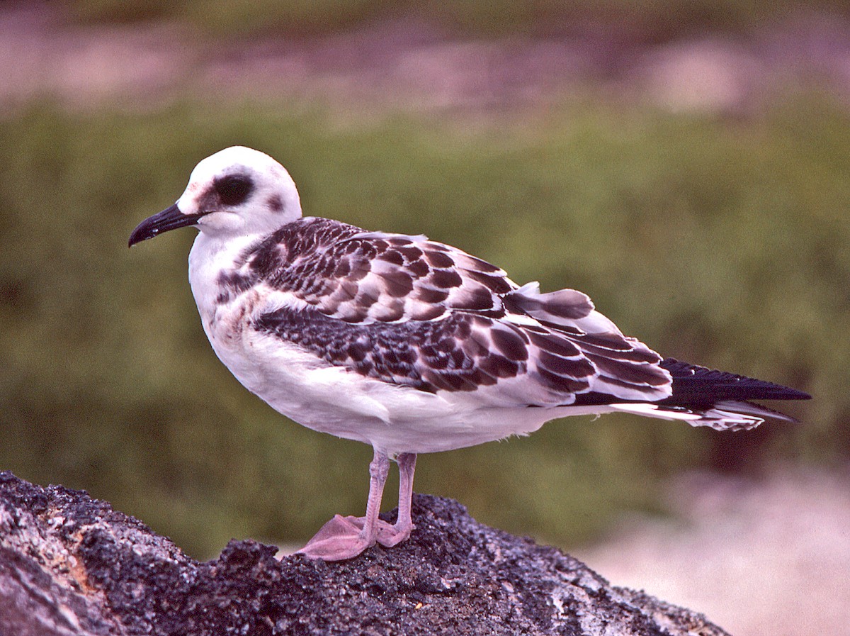 Мартин галапагоський - ML650249443