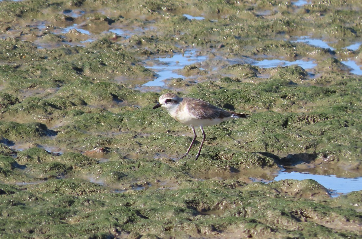 Пісочник сибірський - ML650249551