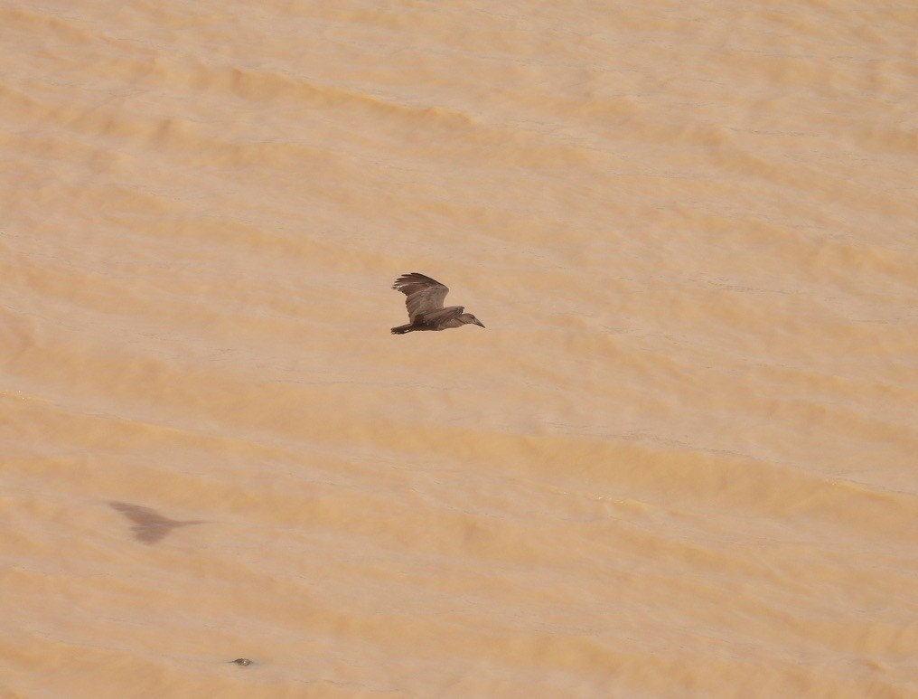 Hammerkopf - ML650249561