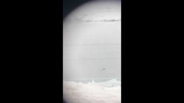 Telkuyruk - ML650249568