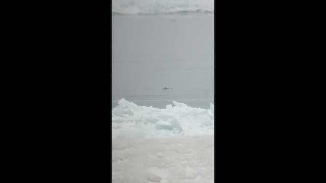 Telkuyruk - ML650249569