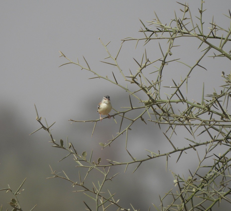 Schuppenkopfsänger - ML650249609