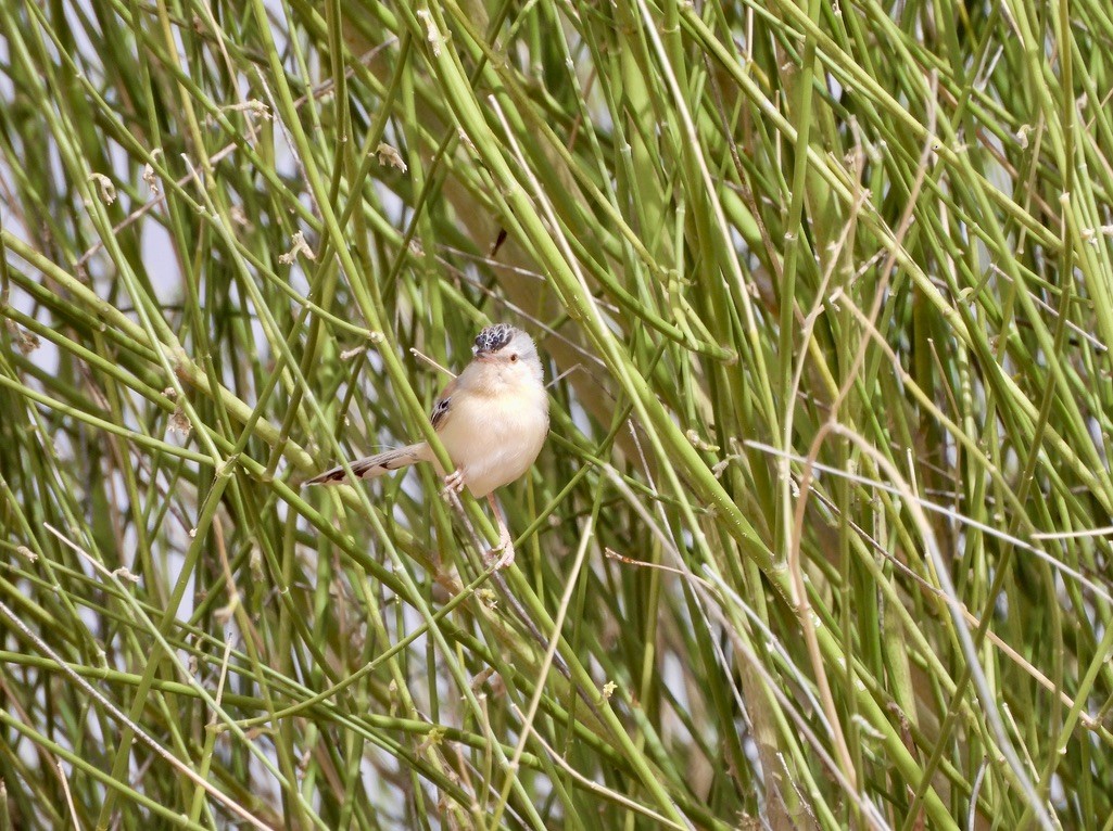 Schuppenkopfsänger - ML650249610