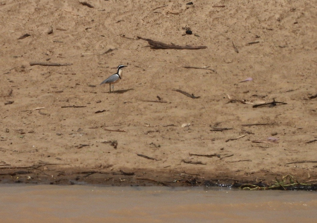 Krokodilwächter - ML650249675