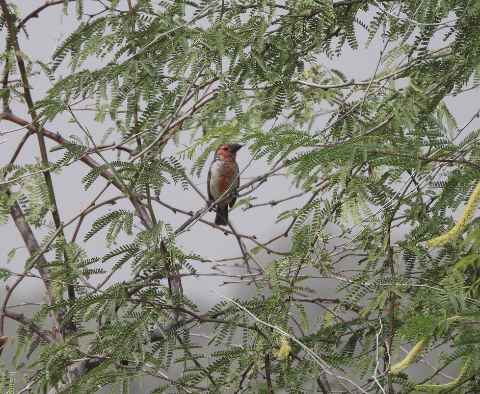 Blutbrust-Bartvogel - ML650249704