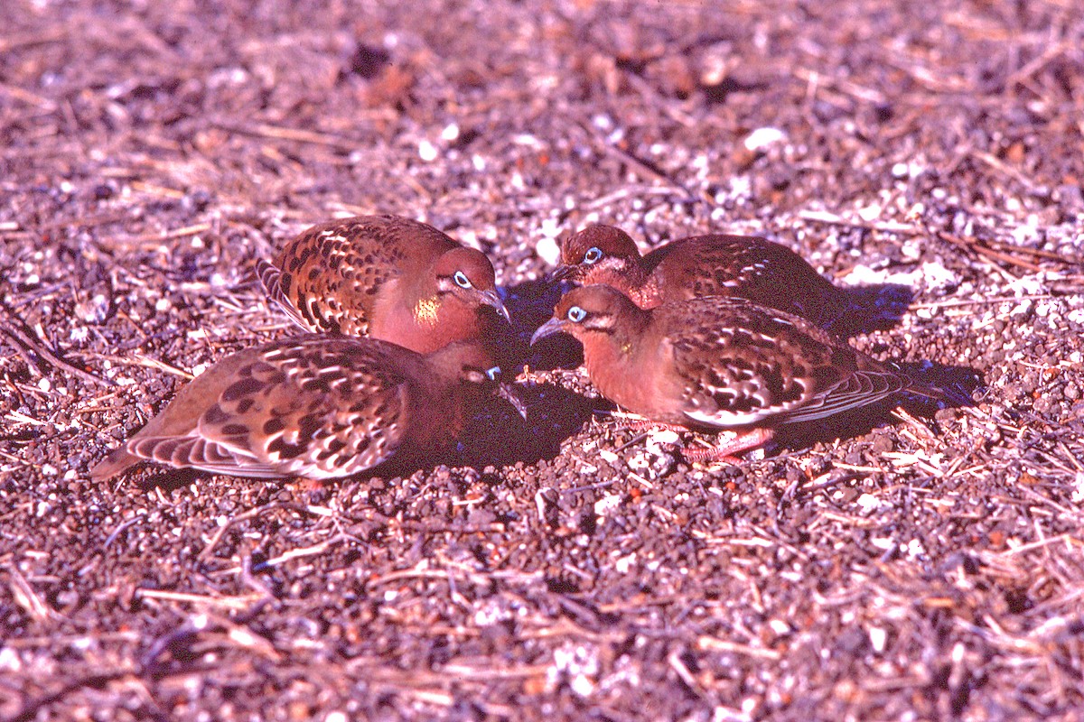 Зенаїда галапагоська - ML650249725