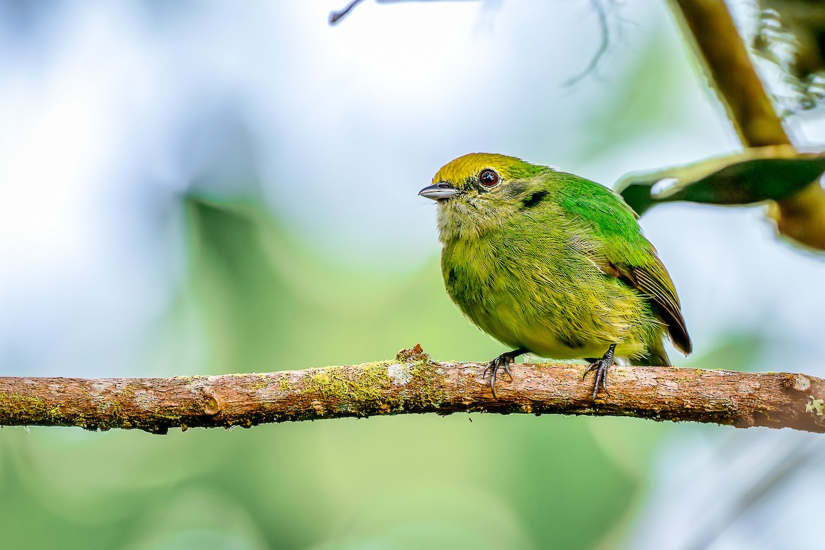 Green Manakin - ML650249755
