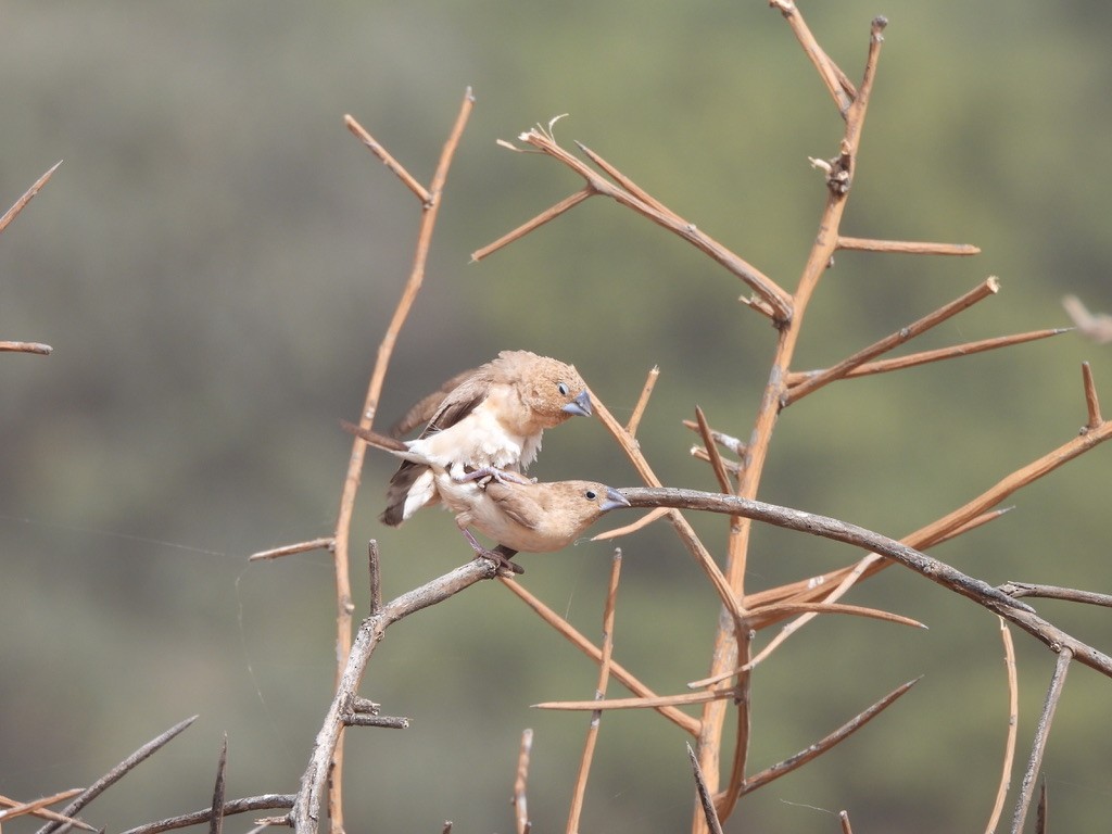 Afrikasilberschnabel - ML650249758