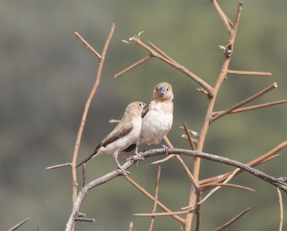 Afrikasilberschnabel - ML650249759