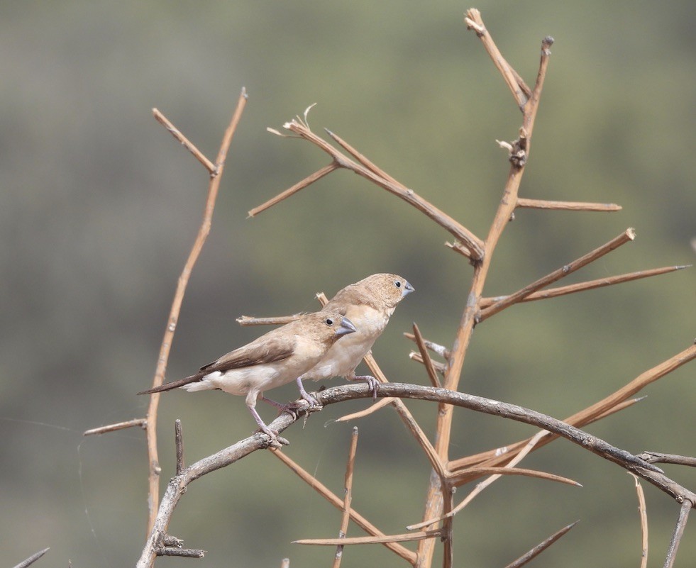 Afrikasilberschnabel - ML650249760