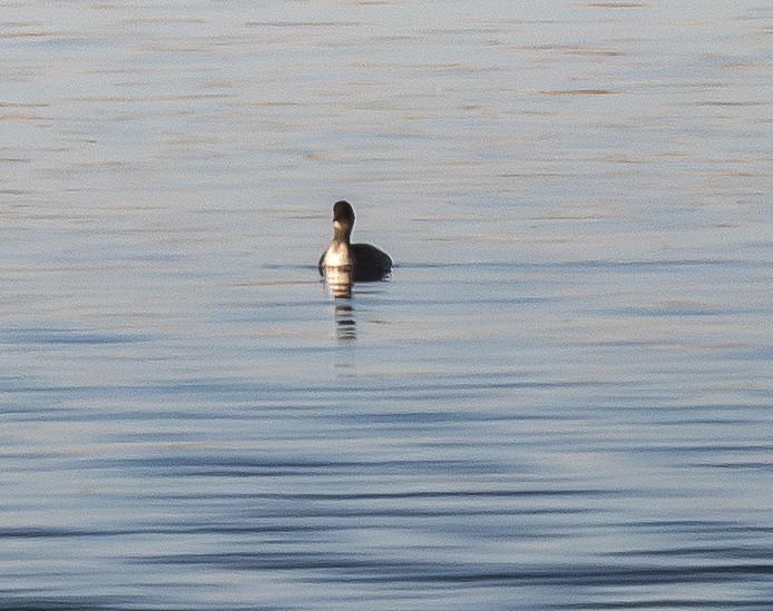 Eared Grebe - ML650249797