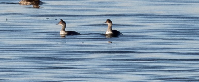Eared Grebe - ML650249798