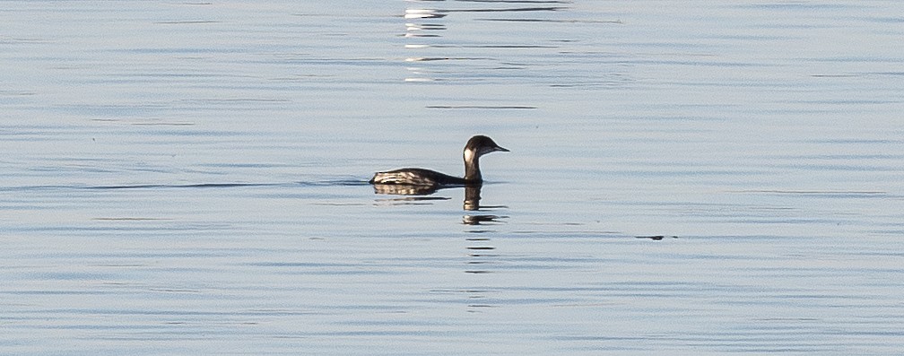 Eared Grebe - ML650249866