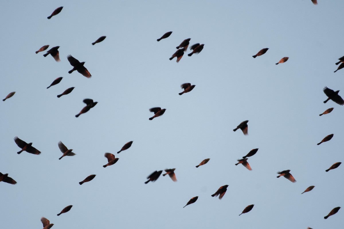 Red-winged Blackbird - ML650249870