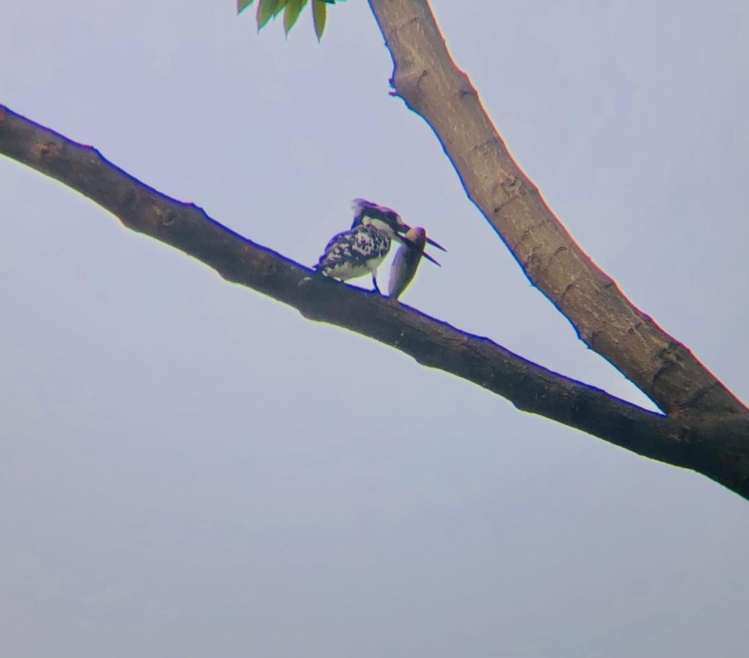 Pied Kingfisher - ML650249936