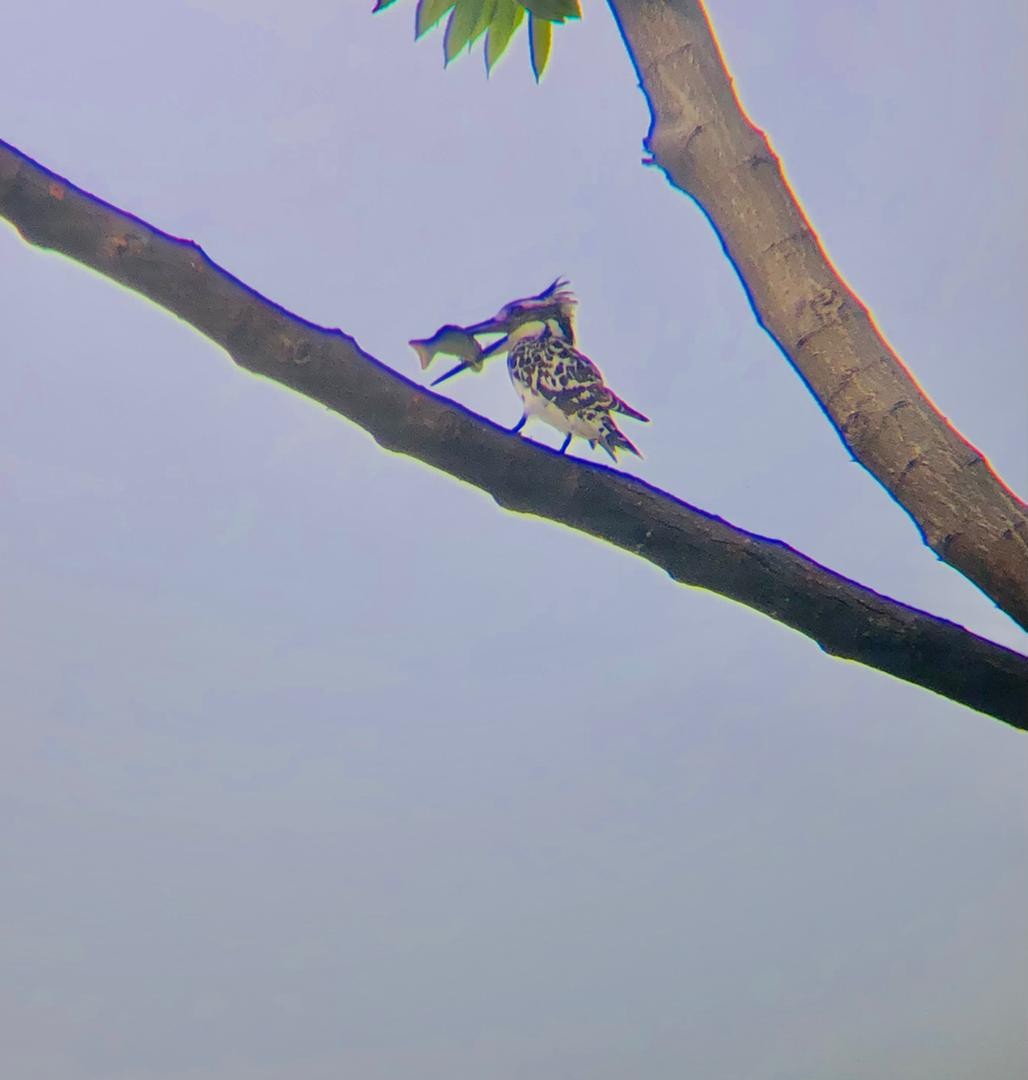 Pied Kingfisher - ML650249939