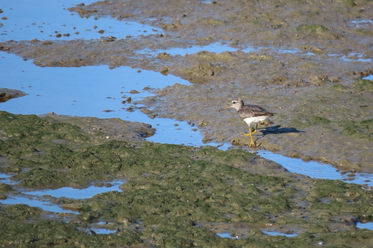 Коловодник ставковий - ML650250138
