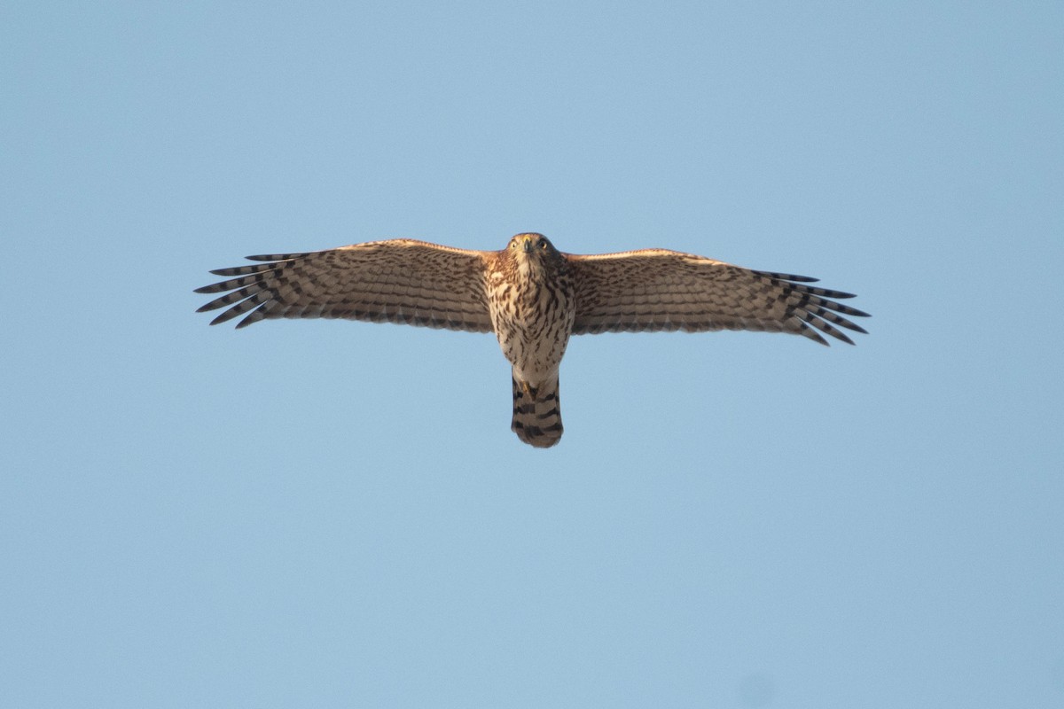 Cooper's Hawk - ML650250144