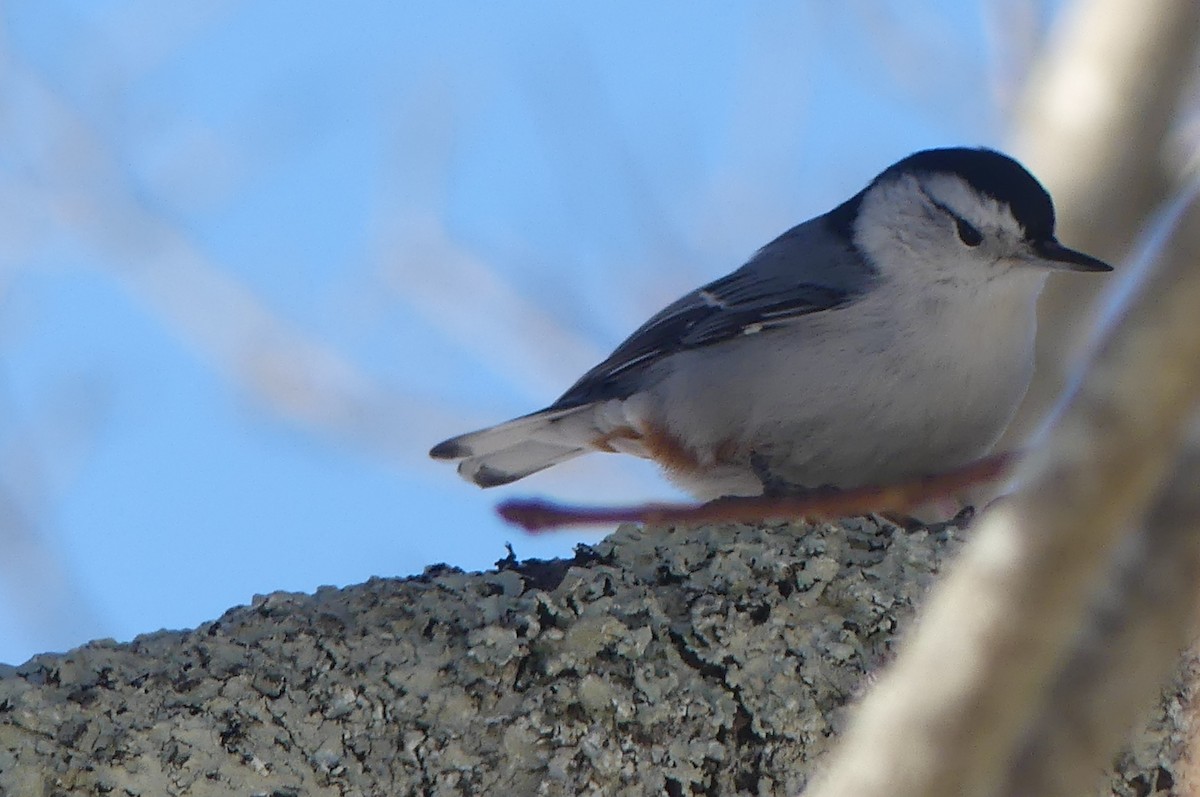 Beyaz Göğüslü Sıvacı - ML650250321