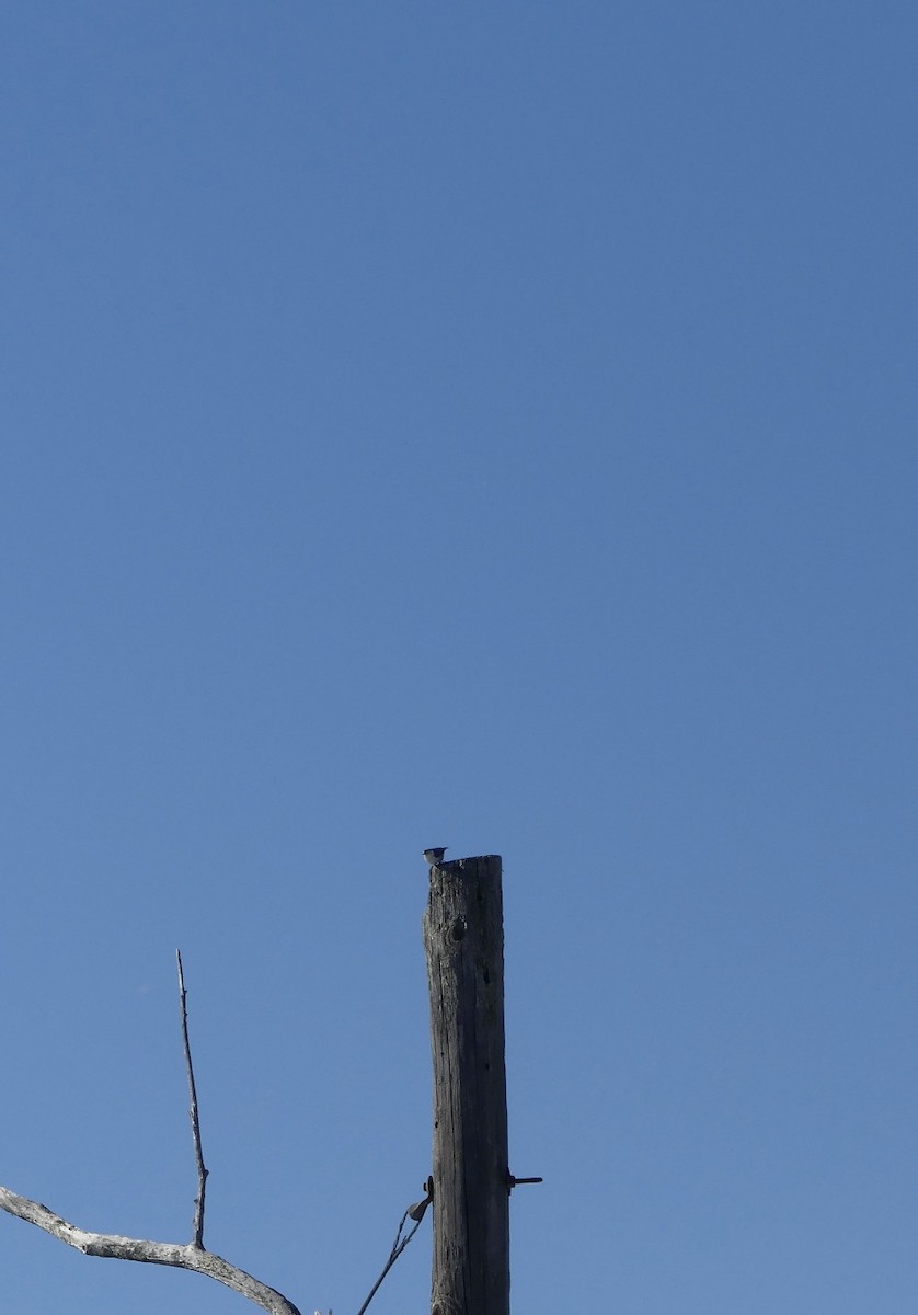 Beyaz Göğüslü Sıvacı - ML650250329