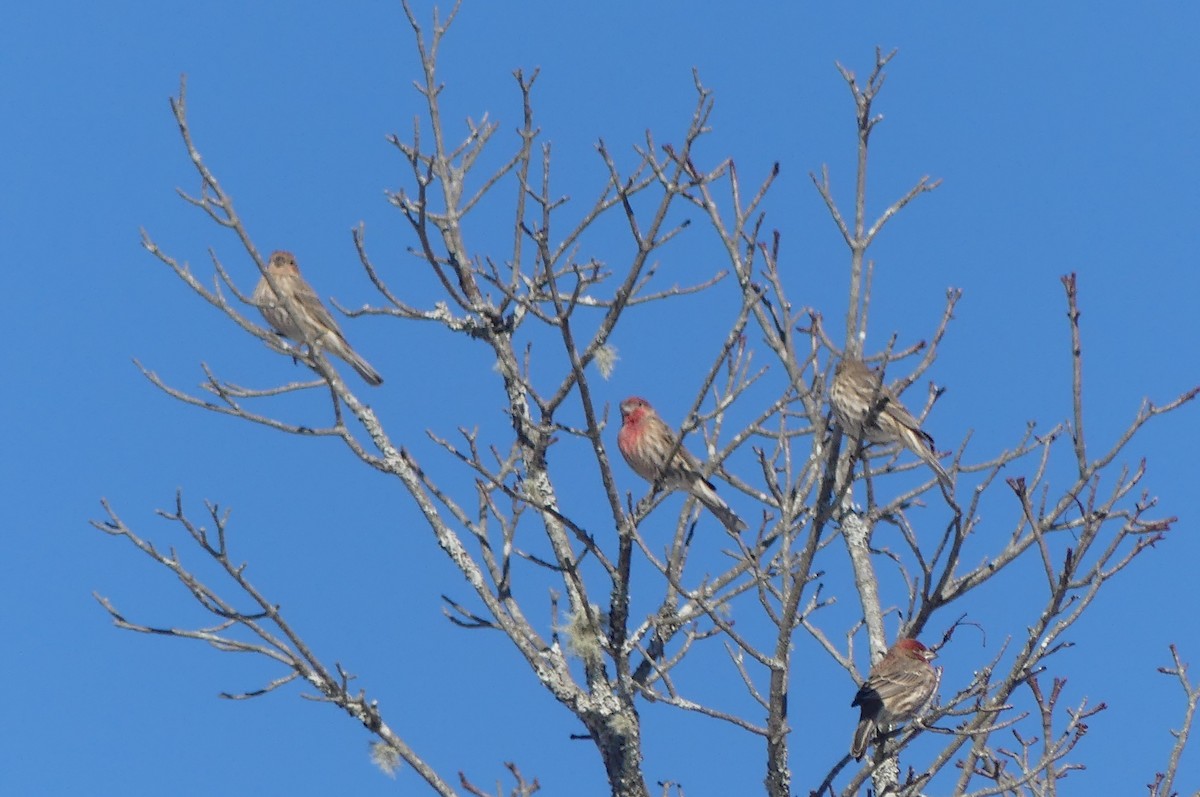 Ev Çütresi - ML650250348