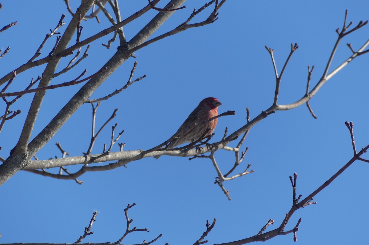 Ev Çütresi - ML650250355