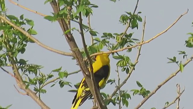 Indian Golden Oriole - ML650250431