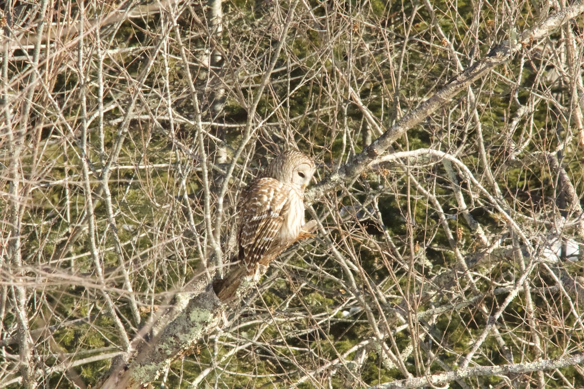 Çizgili Baykuş - ML650250512