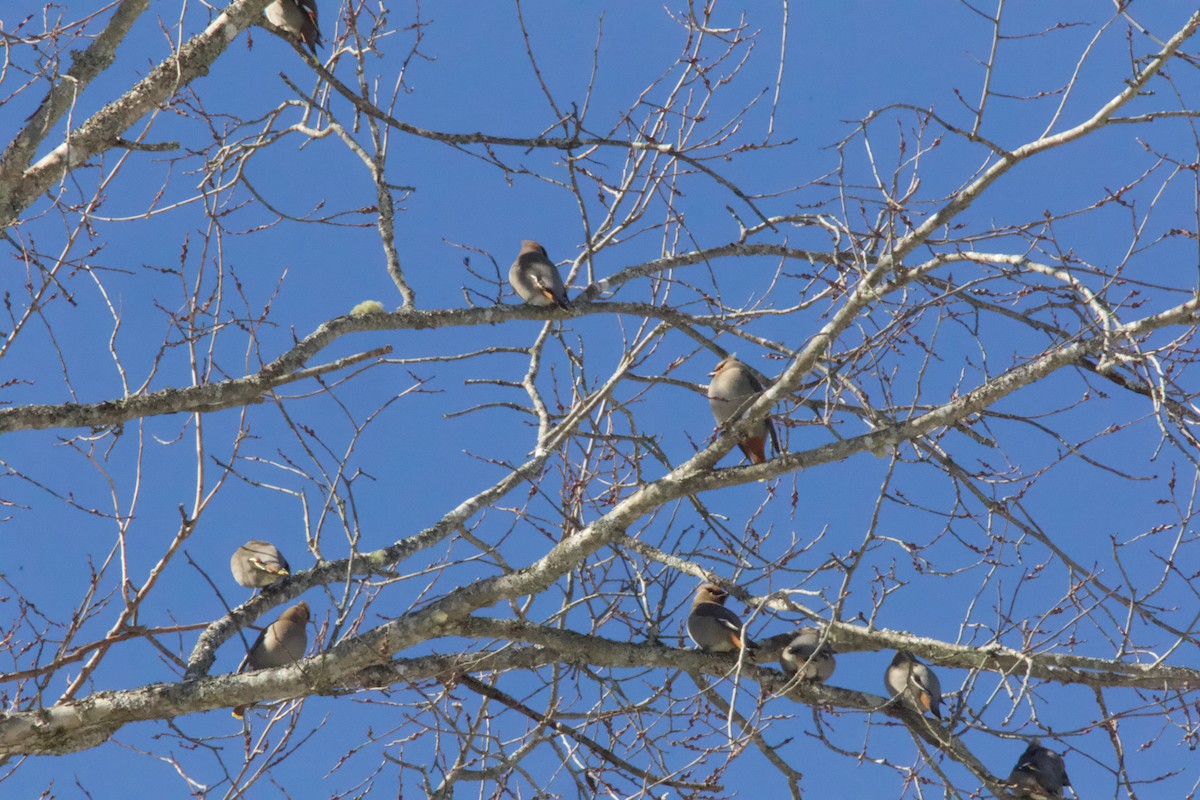 İpekkuyruk - ML650250548