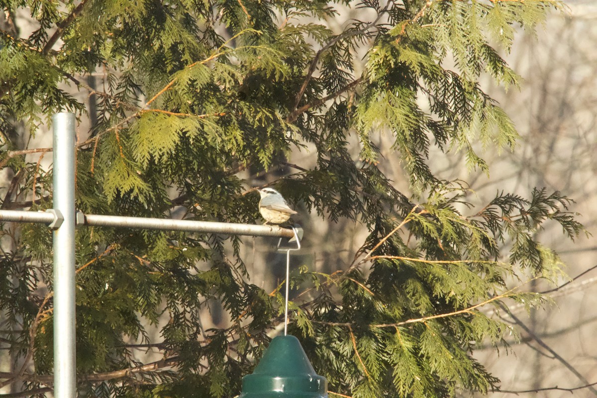 Kanada Sıvacısı - ML650250597