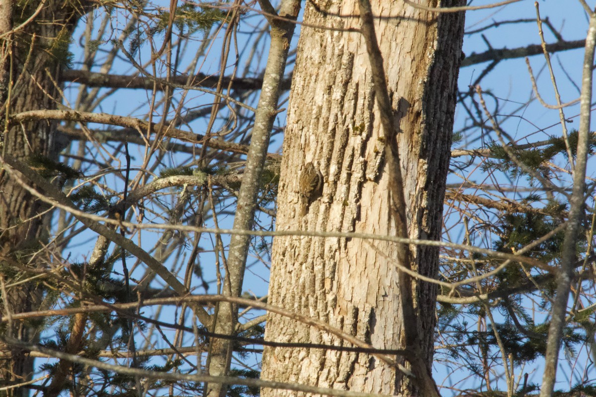 Amerika Tırmaşıkkuşu - ML650250609