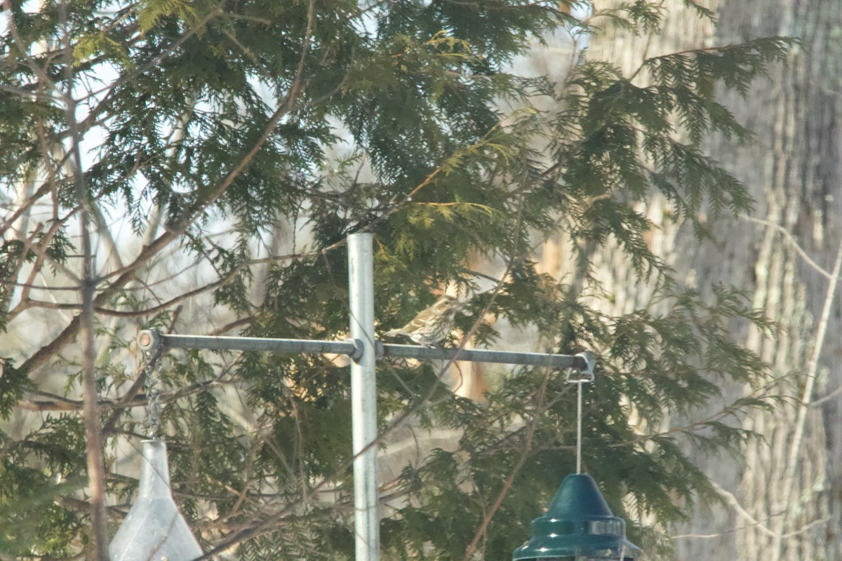 Amerika Çütresi - ML650250641