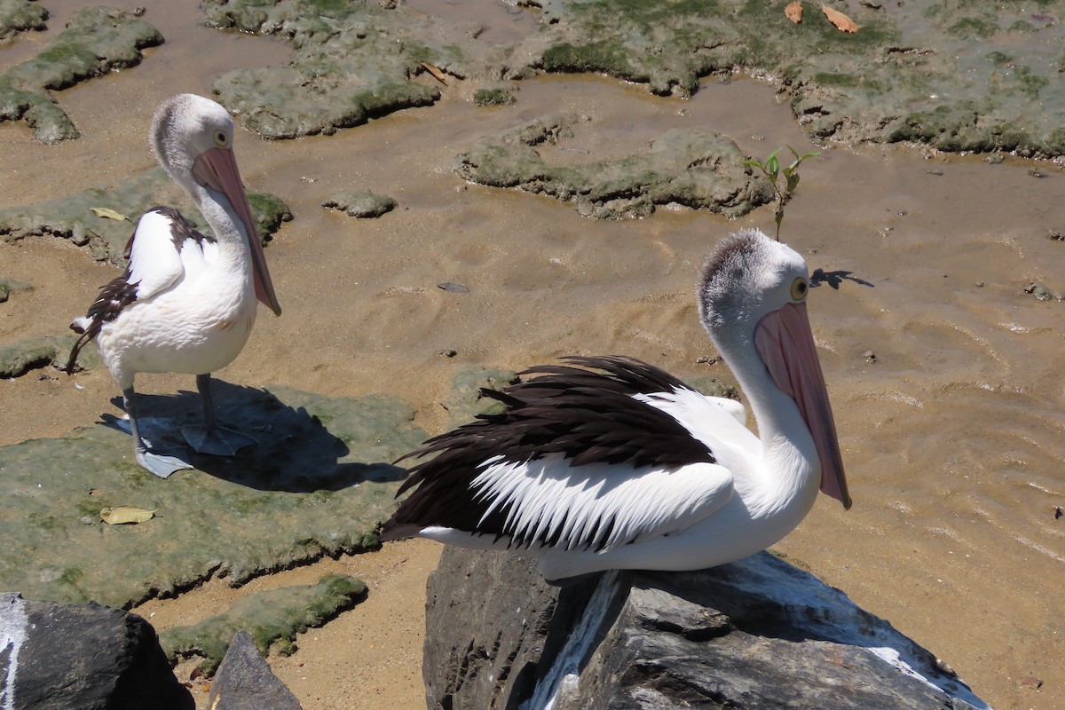 Пелікан австралійський - ML650250784