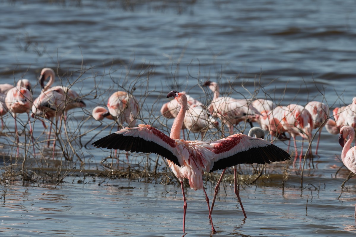 plameňák malý - ML650250847