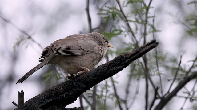 Jungle Babbler - ML650250915