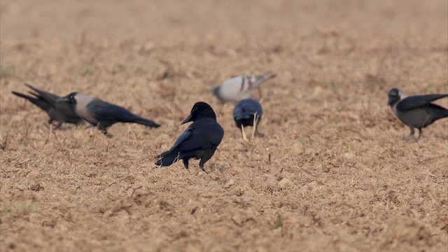 巨嘴鴉 - ML650251546