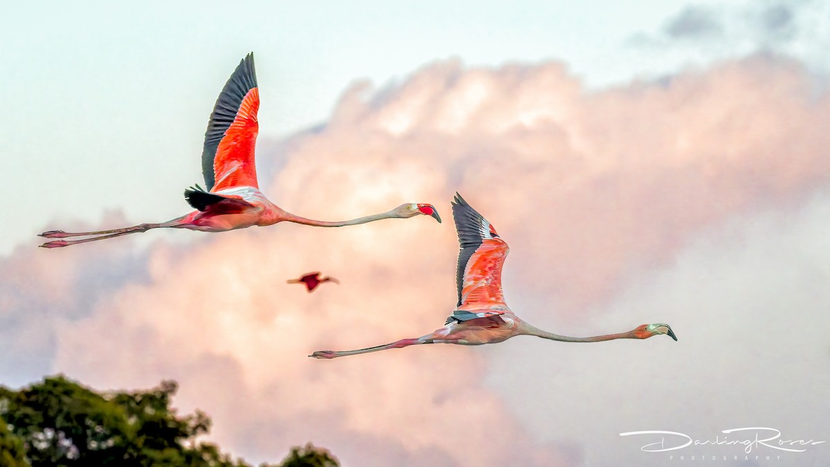 פלמינגו אמריקני - ML650251568