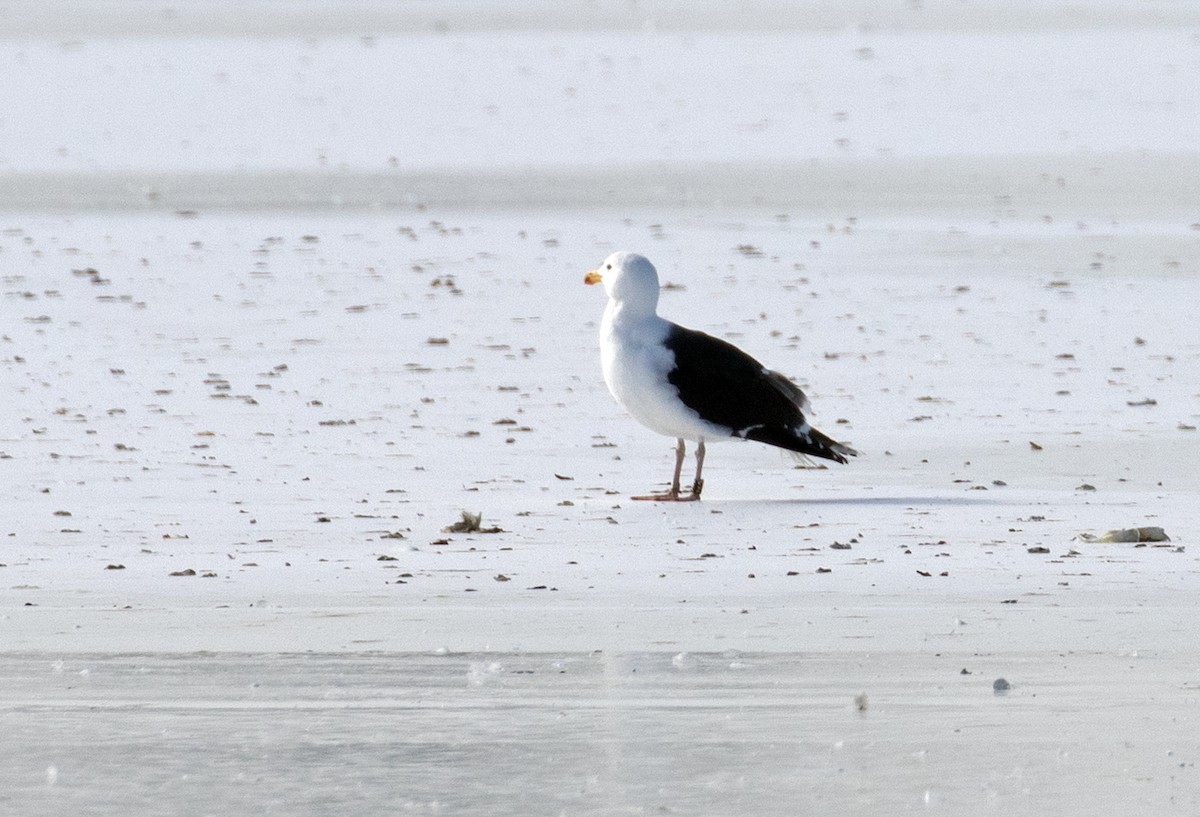 svartbak - ML650252045