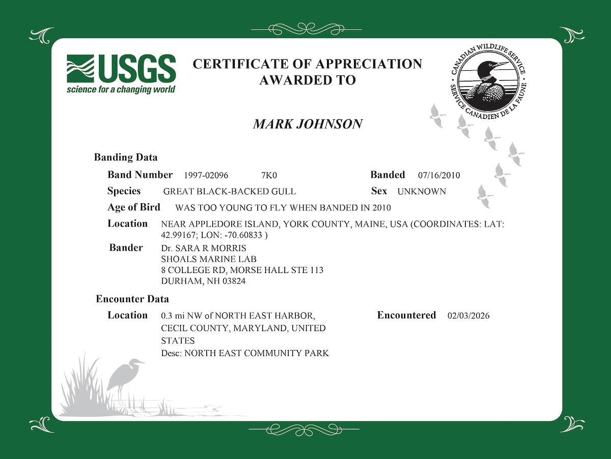 svartbak - ML650252065