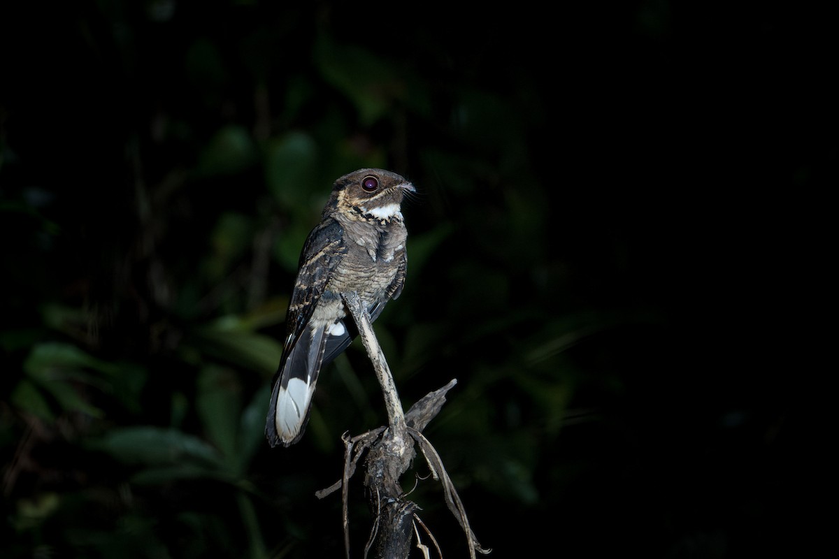 Jerdon's Nightjar - ML650252271