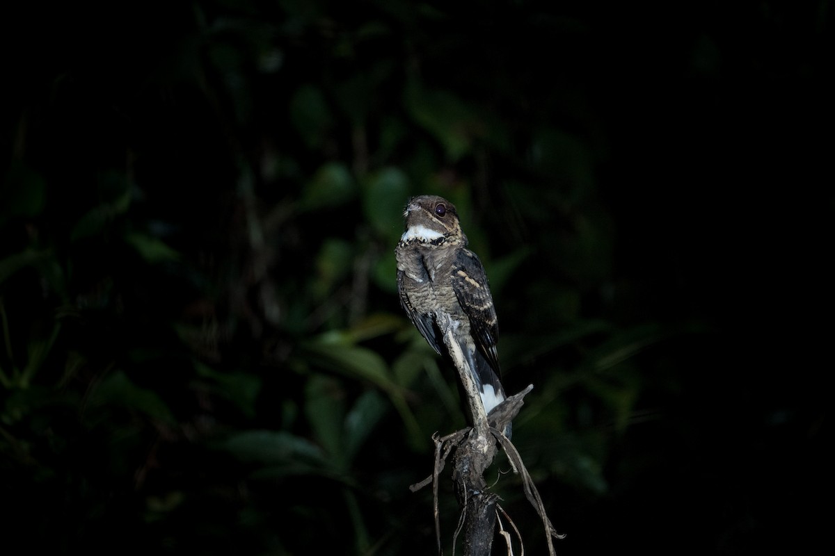 Jerdon's Nightjar - ML650252272